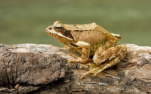 European common frog
